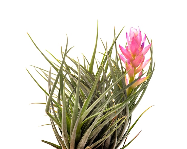Tillandsia-Pflanze vor weißem Hintergrund