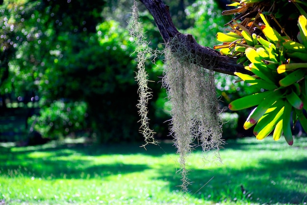 Foto tillandsia usneoides o decoración de musgo español cuelgan de un árbol en el jardín