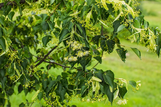 El tilo florece en primavera en el entorno natural