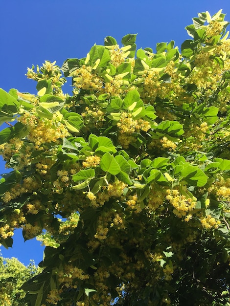 Tilo floreciente contra el cielo azul Fondo de la naturaleza del primer