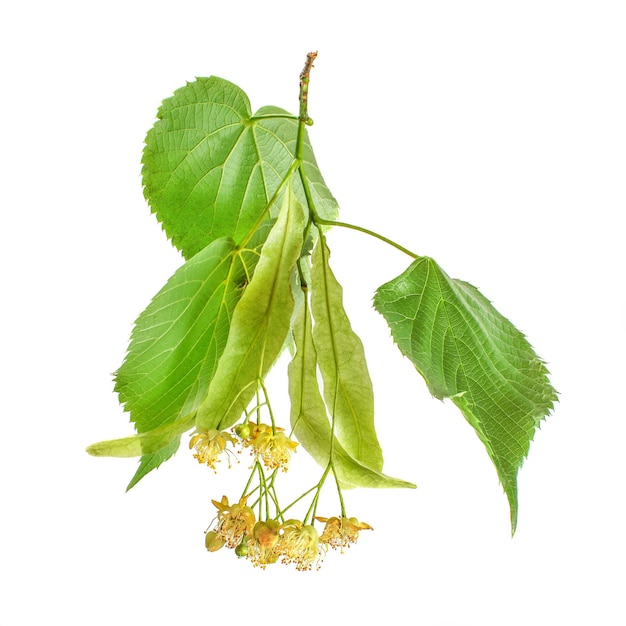 Tilo (Tilia platyphyllos) hojas y flores aisladas sobre fondo blanco.