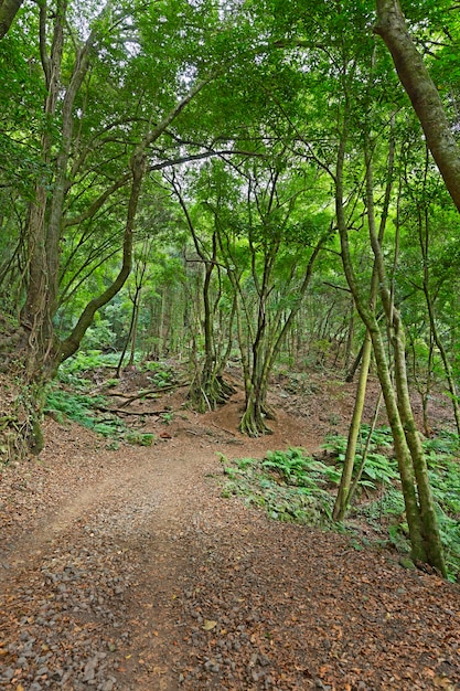 Los Tilos Rain Forest View La Palma