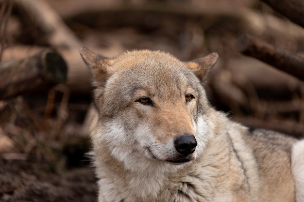 Timber Wolf Portrait - gefangenes Tier