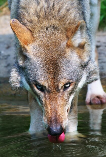 Foto timberwolf trinkt in einem teich