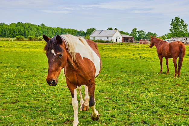 tímido caballo de pintura marrón y blanco caminando con caballo castaño de pie en el campo verde