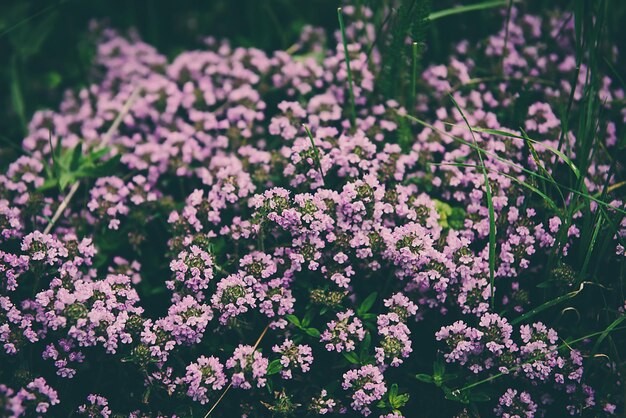 Timo com flores