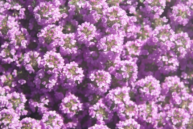 Timo em flor. flores lilás de tomilho em um prado de verão. plano de fundo da natureza