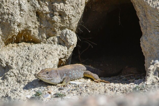 Timon lepidus - O lagarto ocelado é o maior dos lagartos.