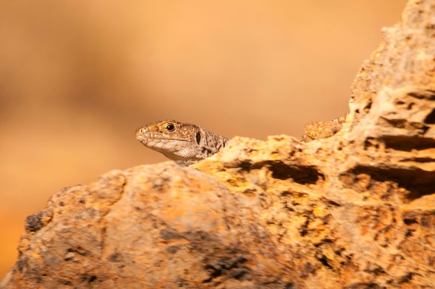 Timon lepidus - o lagarto ocelado é o maior dos lagartos.