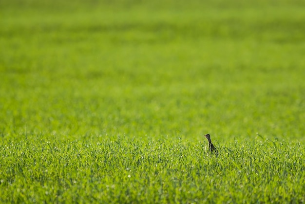 Tinamou en ambiente de hierba pampeana, La Pampa Patagonia, Argentina