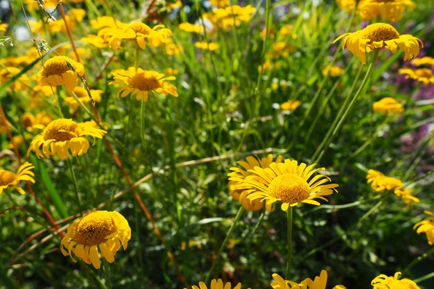 Tingimento de Kota ou tingimento de Pupavka ou pupavka de cor amarela ou tingimento de Anthemis Cota tinctoria é uma erva perene do gênero Kota da família Asteraceae ou Compositae Asteraceae O jardim