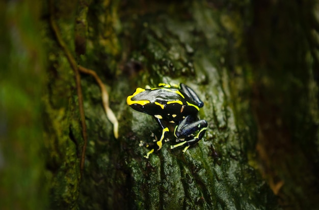 Foto tingimento de sapo venenoso dendrobates tinctorius