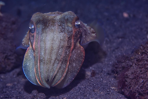 Tintenfische Unterwasser / Unterwasserwelt, Meereslebewesen Tierwelt Tiertauchen im Pazifischen Ozean