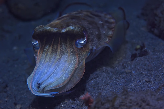 Tintenfische Unterwasser / Unterwasserwelt, Meereslebewesen Tierwelt Tiertauchen im Pazifischen Ozean