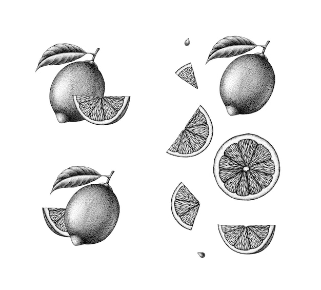 Tintenillustration einer Zitrone. Handgezeichnete Zeichnung im Retro-Vintage-Design