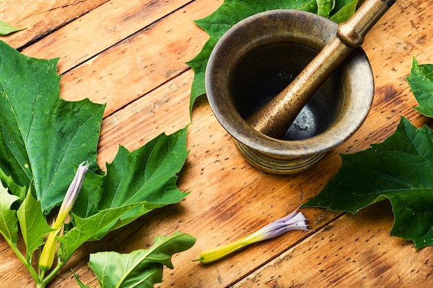 Foto tintura medicinal de datura, folhas de datura