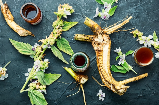 Tintura medicinal de raiz de althaea. Medicamentos herbais, ervas medicinais e raízes.