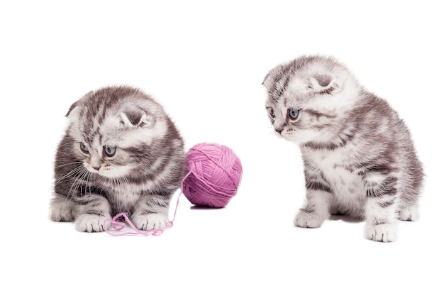 Tiny cuties. Dois gatinhos fofos Scottish Fold sentados perto do emaranhado de lã e olhando para longe