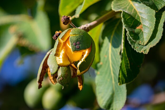 La típica fruta de pequi madura caryocar brasiliense en detalles finos y enfoque selectivo