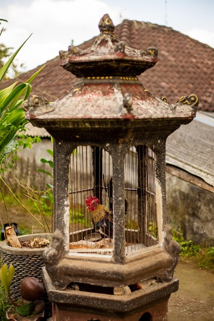 Una típica jaula de pájaros de piedra con un gallo en Indonesia