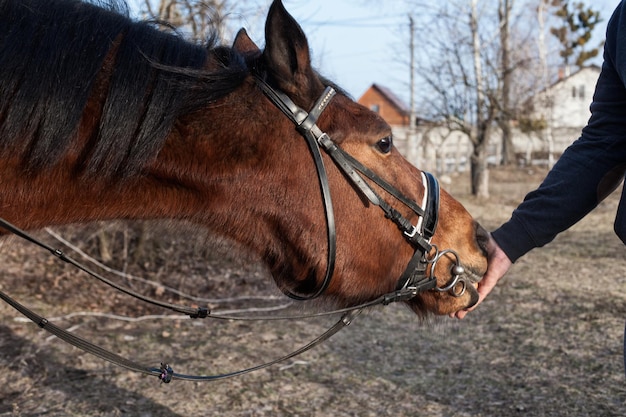 El tipo alimenta al caballo en la calle.