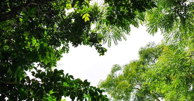 Tipo de árvores na floresta na vista de baixo para o céu.