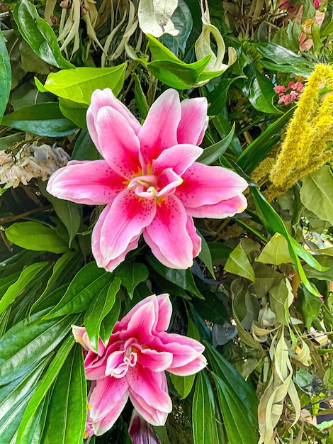 Tipo diferente de flor