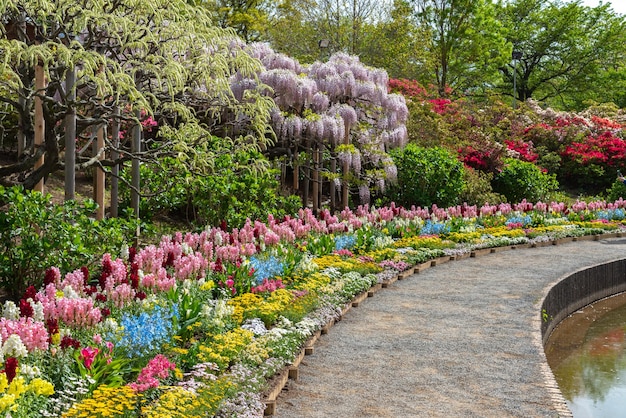 Tipo múltiplo colorido das flores no dia ensolarado da primavera em Ashikaga Flower Park Tochigi Japão