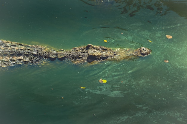 Tipos de crocodilo de anfíbios