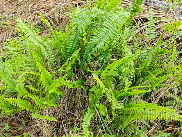 Foto tipos de helechos hojas plantas que se encuentran en la plantación