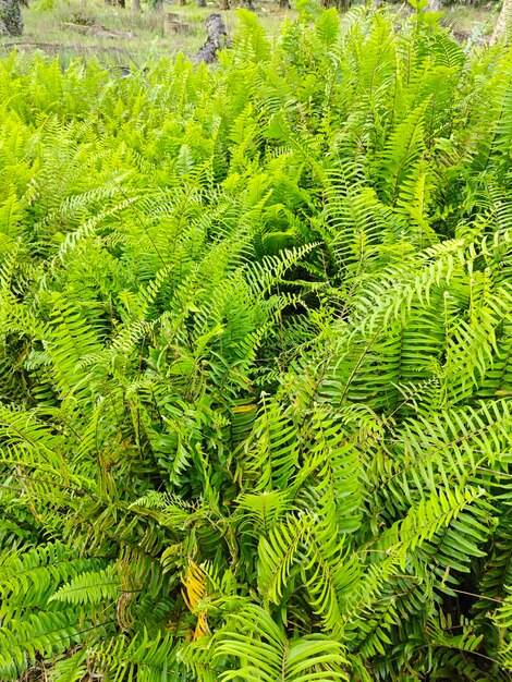 Foto tipos de helechos hojas plantas que se encuentran en la plantación