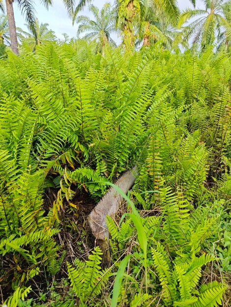 Foto tipos de helechos hojas plantas que se encuentran en la plantación