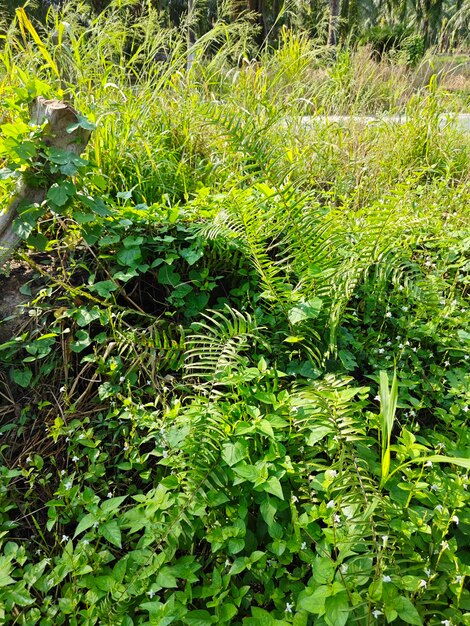 tipos de helechos hojas plantas que se encuentran en la plantación