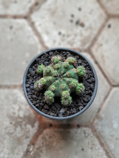 Tipos de plantas ornamentales, hermoso cactus verde minimalista, fresco natural, muy bueno para decorar tu hogar