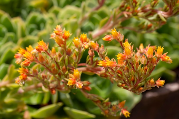 Tipos de plantas suculentas en el jardín.