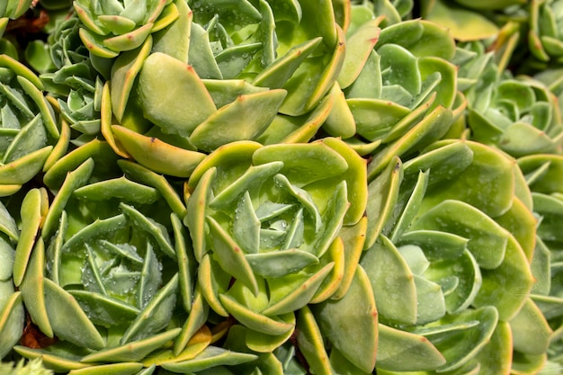 Tipos de plantas suculentas en el jardín.