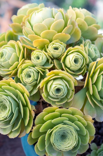 Tipos de plantas suculentas en el jardín.