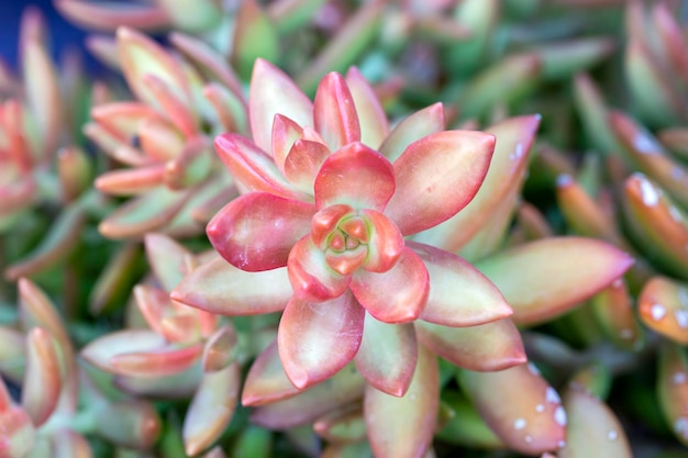 Tipos de plantas suculentas en el jardín.