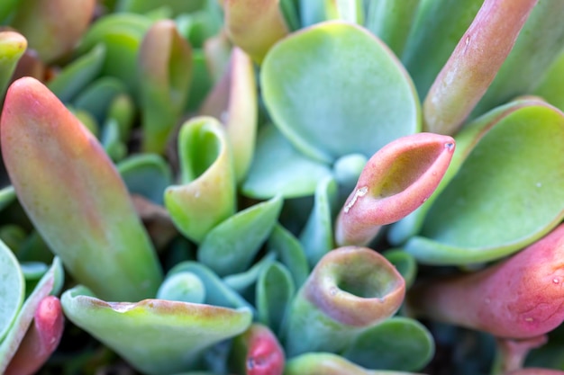 Tipos de plantas suculentas en el jardín.