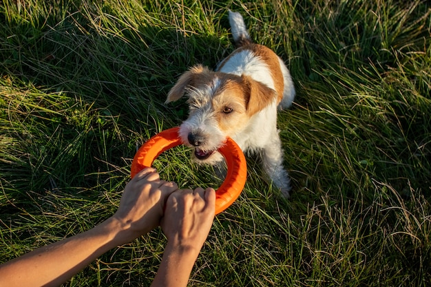 Tirador de anillos de juguete naranja con Jack Russell Terrier.