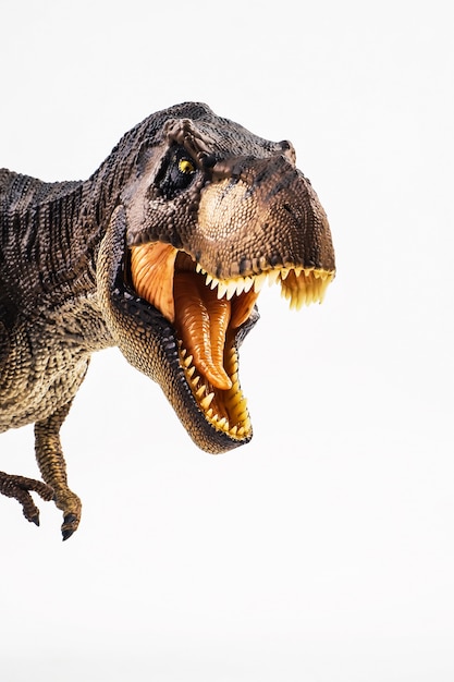 Tiranossauro T-rex, dinossauro em fundo branco