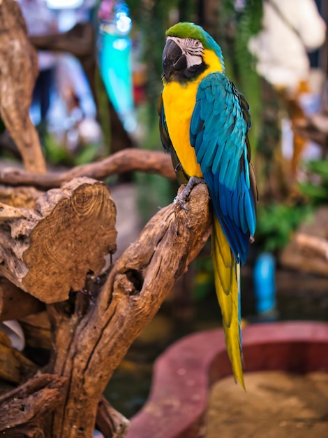 Foto tire fotos dos papagaios-ara coloridos com a equipe de cuidados com pássaros no centro comercial