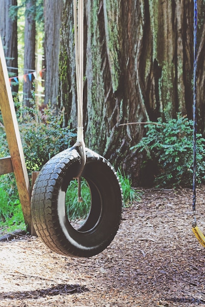 Tire Swing in Forest