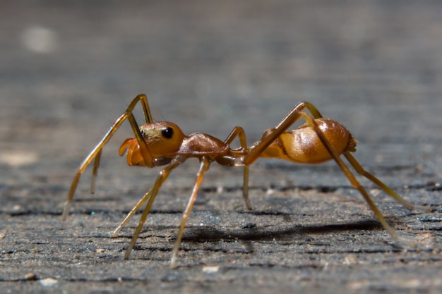 Tire um tiro mais perto da aranha-laranja.