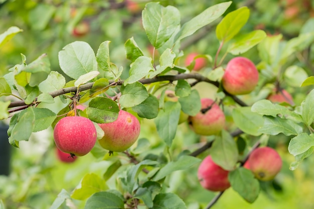 Tiro al aire libre colorido que contiene un manojo de manzanas rojas en una rama lista para ser ...