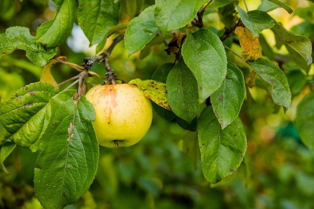 Tiro al aire libre colorido que contiene un montón de manzanas verdes en una rama.