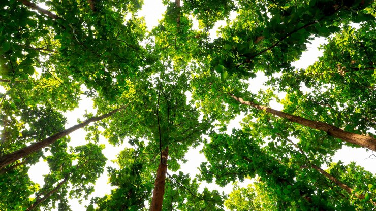 Tiro de ángulo bajo de los árboles en un bosque