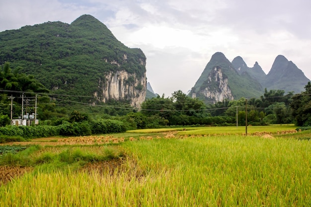 Tiro de ángulo bajo de campos verdes y espectacular paisaje de montaña kárstica en Yangshuo en China