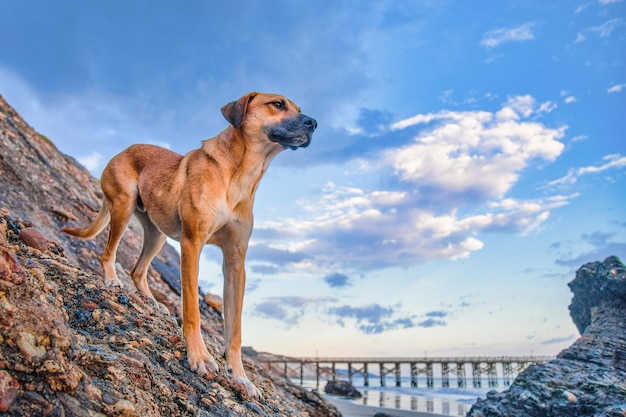 Tiro de ángulo bajo de un hermoso perro cur de boca negra en las rocas bajo el cielo nublado