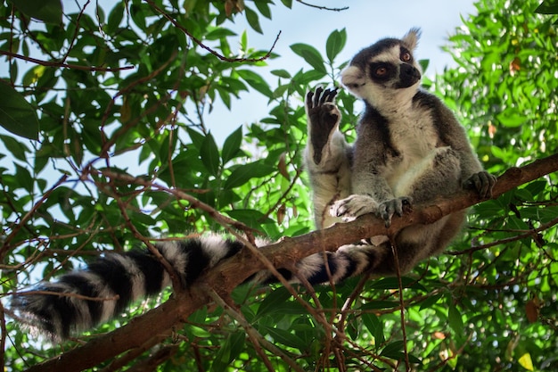 Tiro de ángulo bajo de lémur descansando en una rama de árbol durante el día soleado